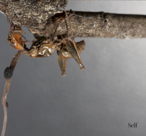 Terzij de Horde - Self